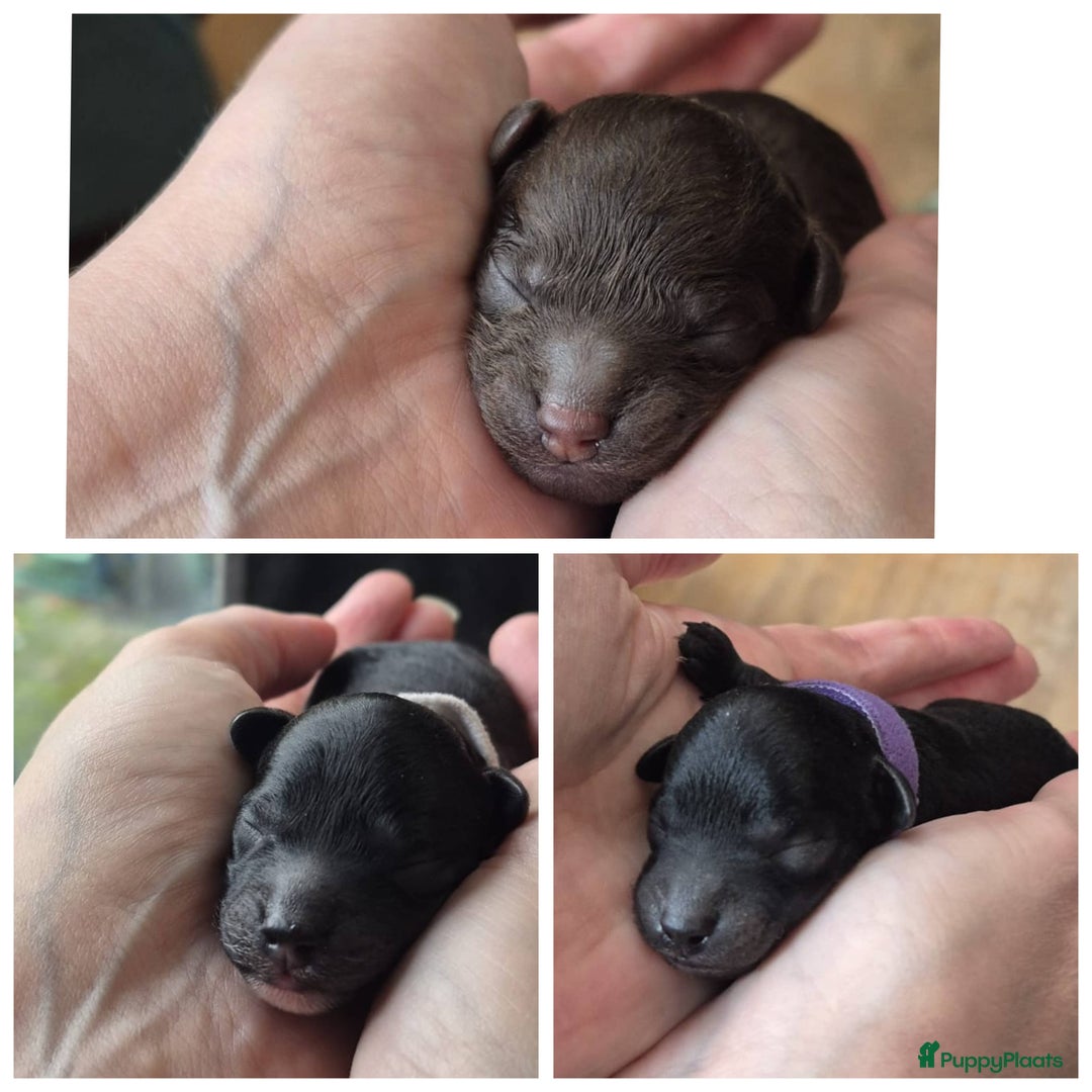 Poedel Toy honden te koop: Prachtige toypoedel pups teefjes - Advertentie 4