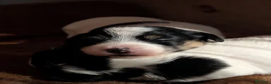 Jack Russel teefje