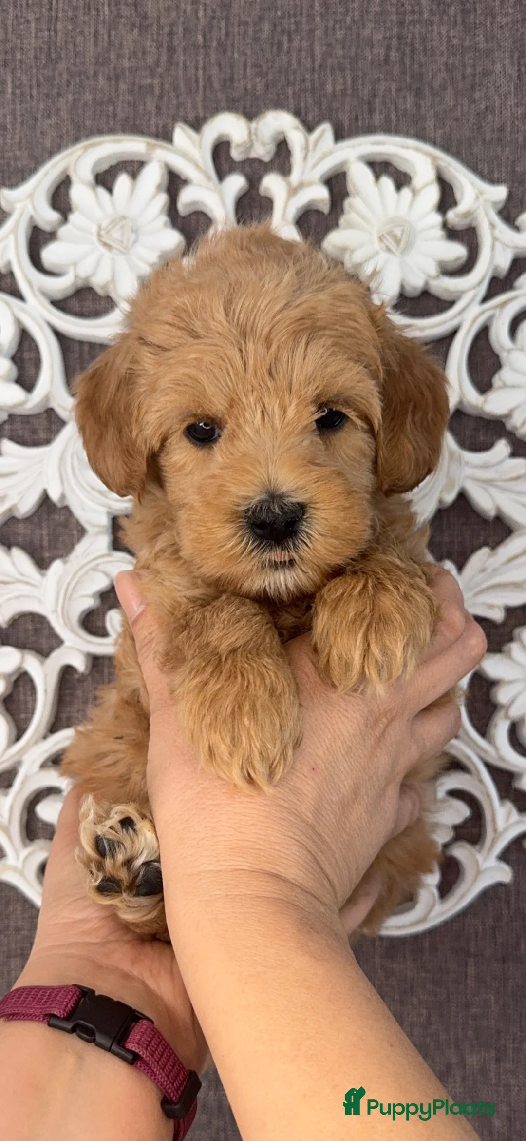 Kruising honden te koop: Prachtige Doubledoodles  - Advertentie 1