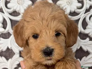 Kruising honden Prachtige Doubledoodles - Advertentie 5