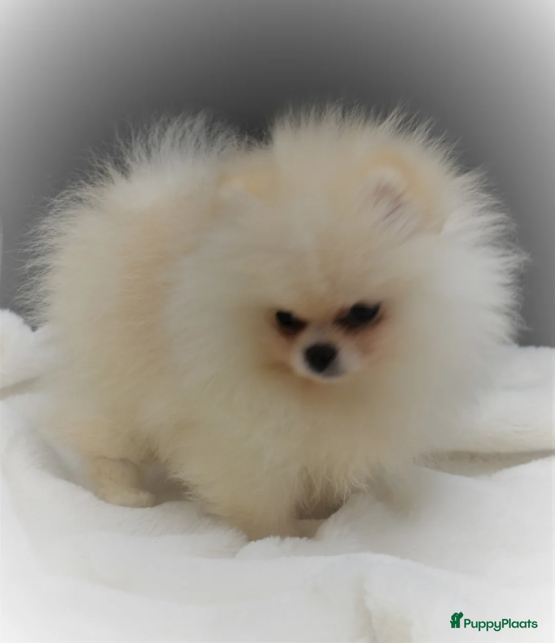 Galerij afbeelding {{count}}