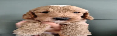 Cockapoo 5