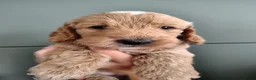 Cockapoo honden te koop: Cockapoo F1b huiselijke kring geteste ouders - Advertentie 12