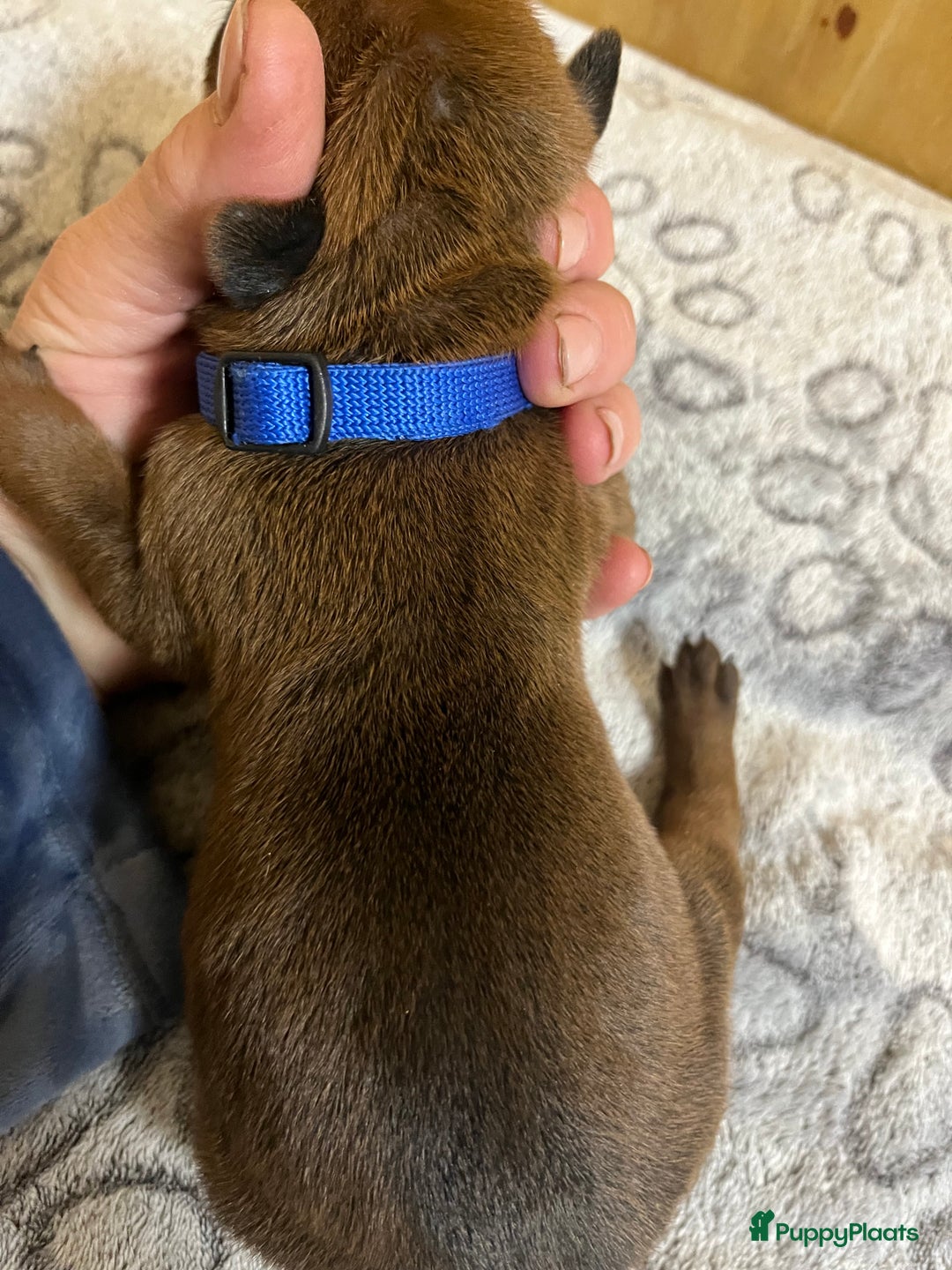 Rhodesian Ridgeback honden te koop: Rhodesian Ridgeback 7 reutjes geboren - Advertentie 32