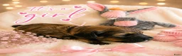 Labradoodle honden te koop: Mooie kleine labradoodles - Advertentie 3