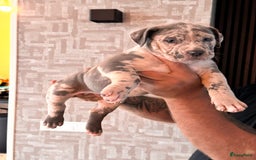 Amerikaanse Bully honden te koop: Prachtige American bully xl  - Afbeelding 1