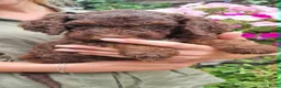 Australian Labradoodle honden te koop: Australian Labradoodle pups - Advertentie 22