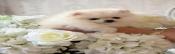 Pomeriaan honden te koop: Dwergkees pomeriaan  - Advertentie 1