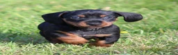 Teckel (korthaar)  honden te koop: Teckel pups - Advertentie 18