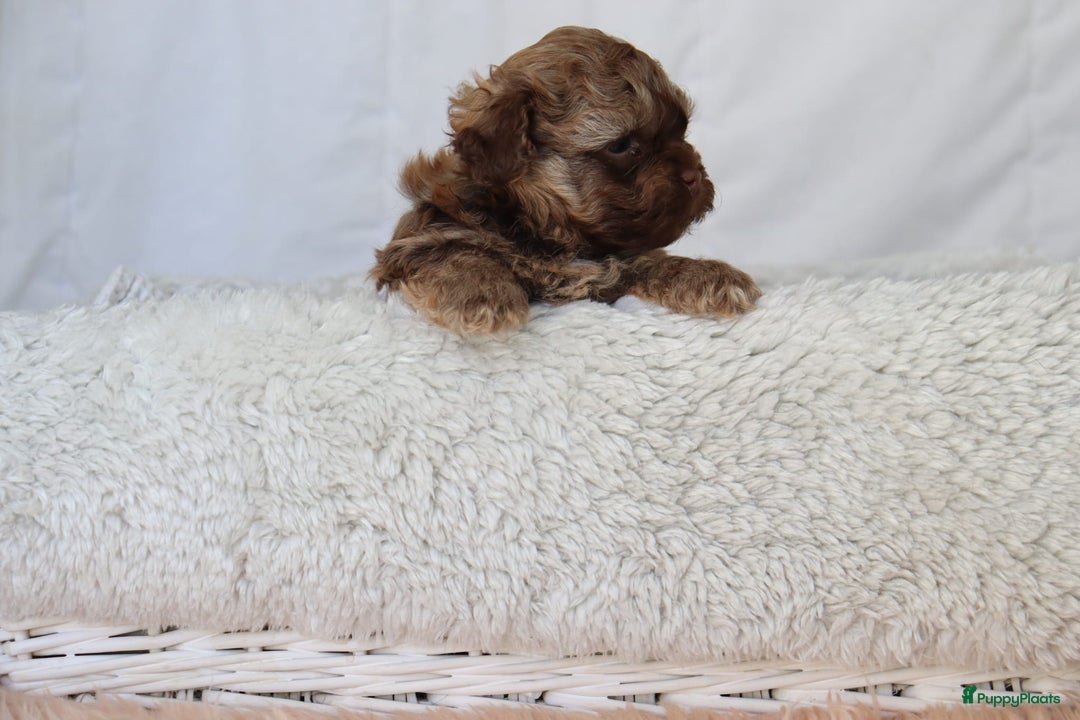 Bolonka Zwetna honden te koop:  We hebben nog 1 ♂️ bolonka zwetna beschikbaar  - Advertentie 11