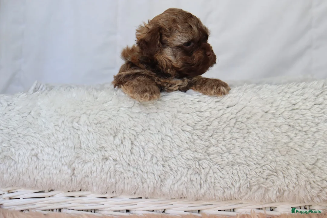 Bolonka Zwetna honden te koop:  We hebben nog 1 ♂️ bolonka zwetna beschikbaar  - Advertentie 6