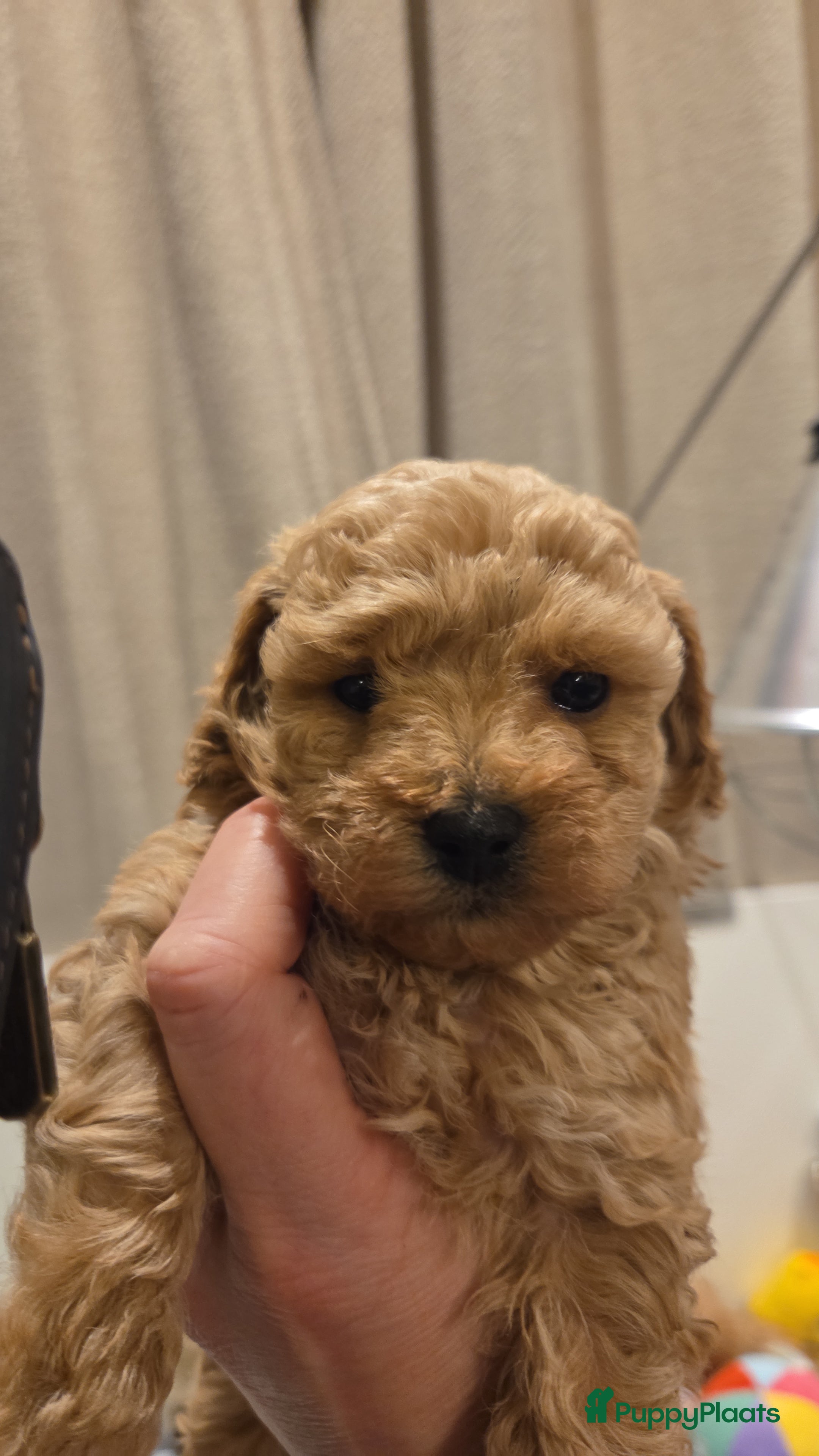 Poedel Toy honden Toy x dwergpoedel  - Advertentie 1