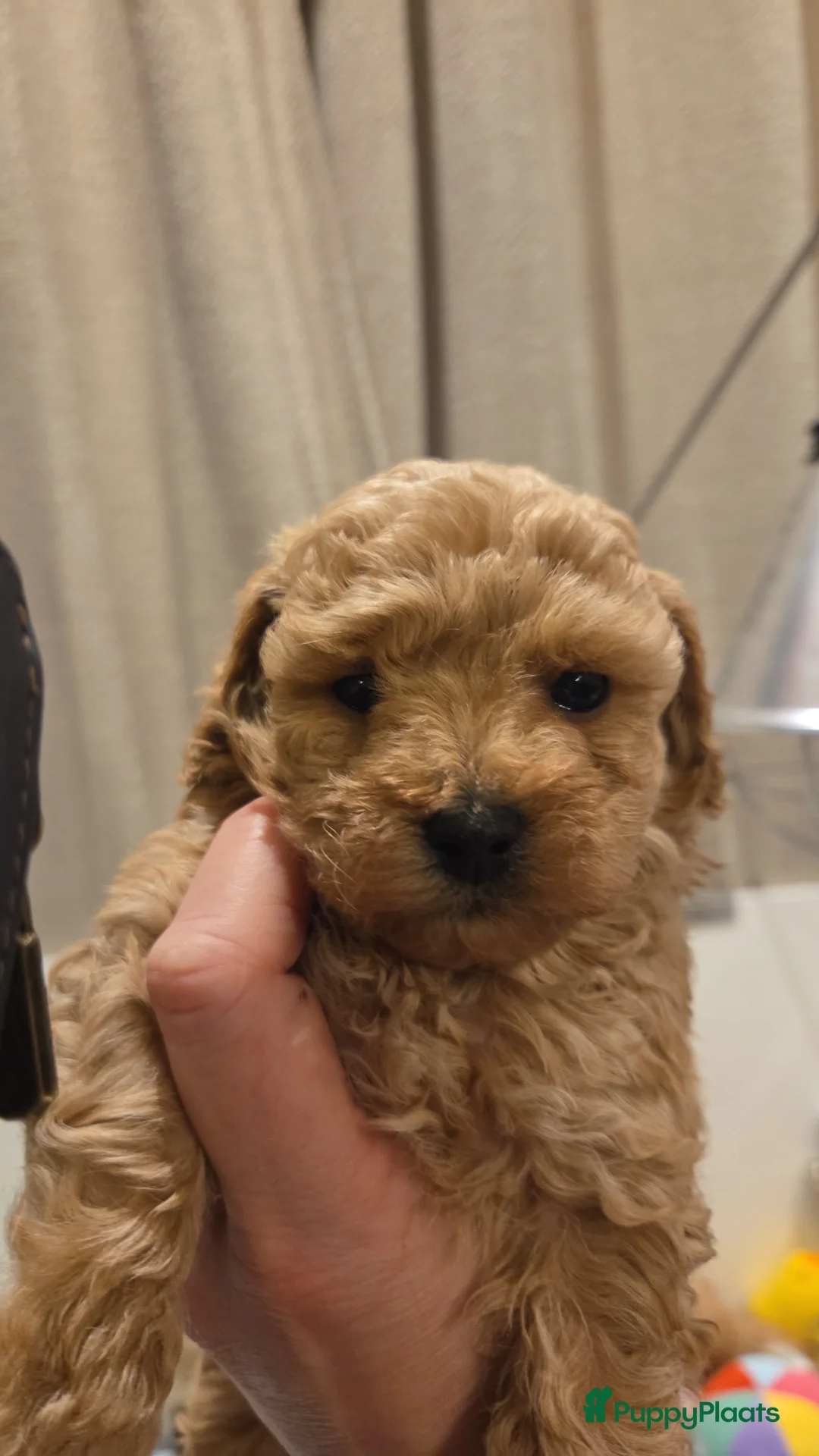 Poedel Toy honden te koop: Toy x dwergpoedel  - Advertentie 1