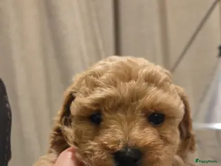 Poedel Toy honden Toy x dwergpoedel - Advertentie 1