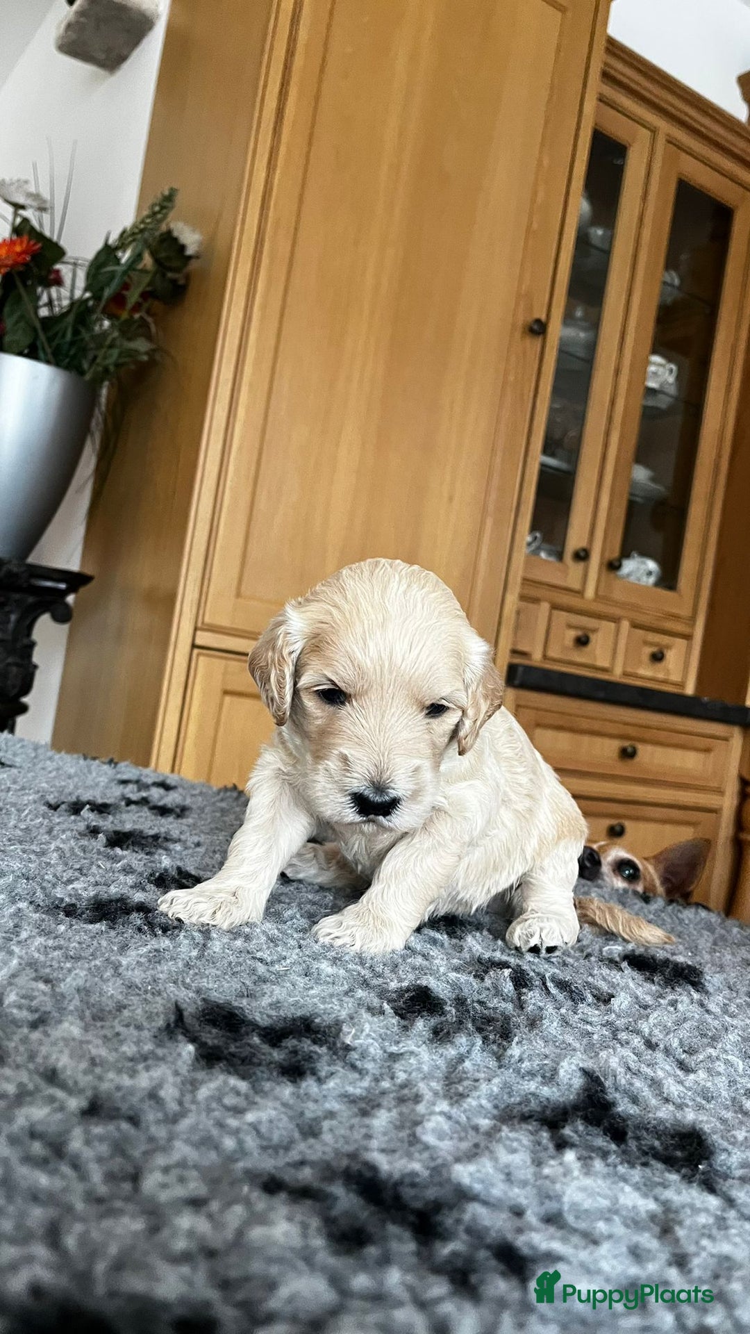 Labradoodle honden te koop: mooie multi x labradoodle australiën doodle pups - Advertentie 5