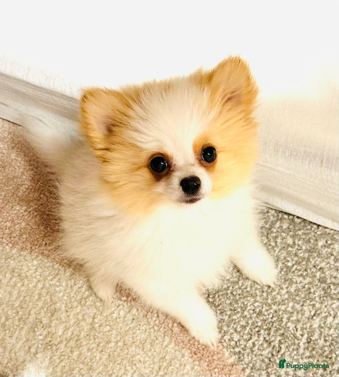 Pomeriaan honden te koop: Mini pomeranian pomeriaan teefje volledig ingeent - Advertentie 4