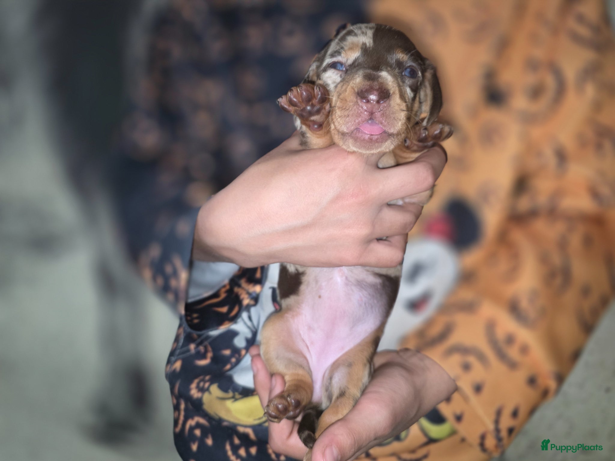 Teckel (korthaar)  honden te koop: ❤️ Prachtige, sociale, lieve dwergteckel pups ❤️ - Advertentie 15