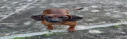 Kruising honden te koop: Bayerische gebirgssweishund - Advertentie 2
