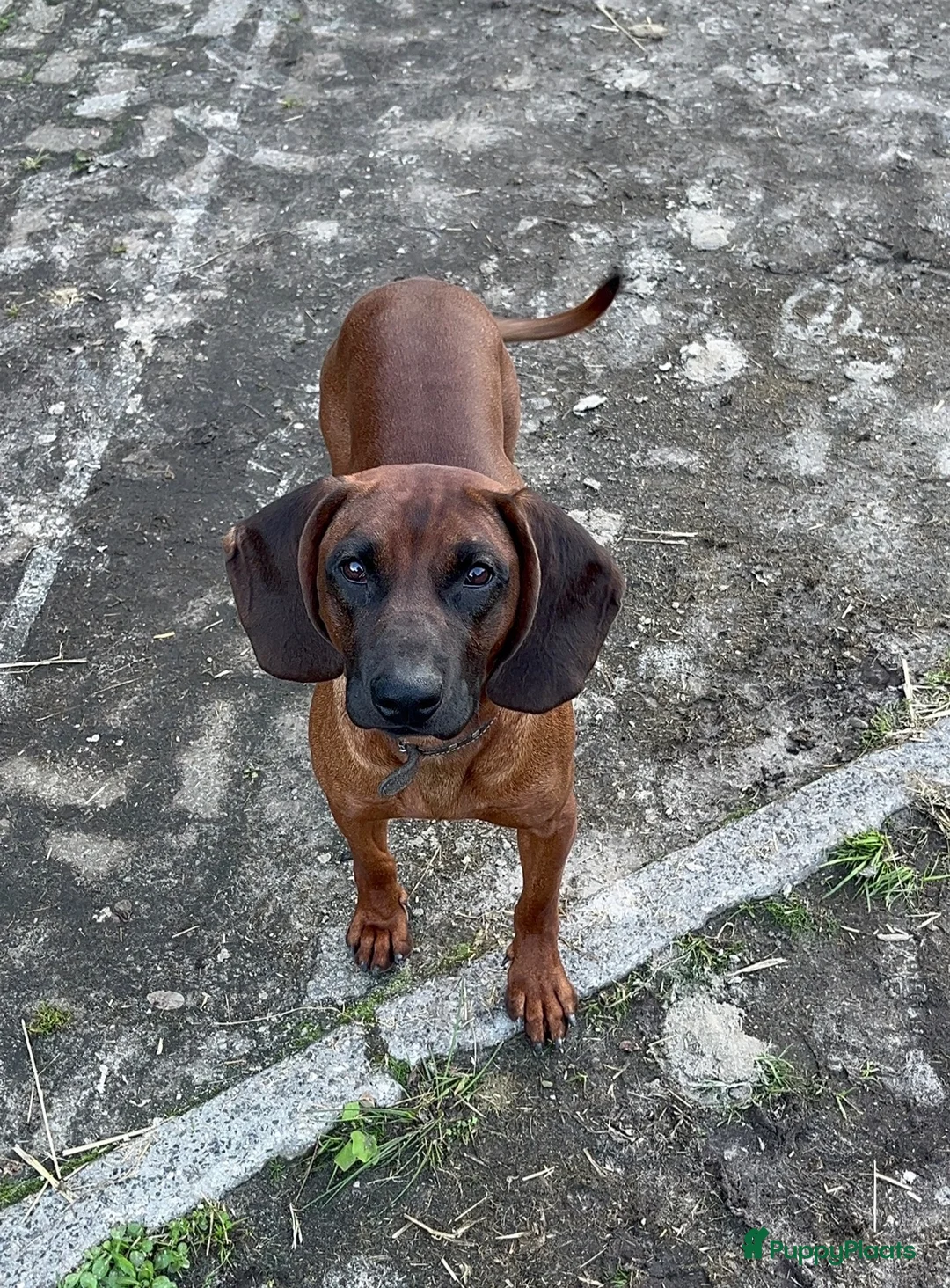 Kruising honden te koop: Bayerische gebirgssweishund - Advertentie 2