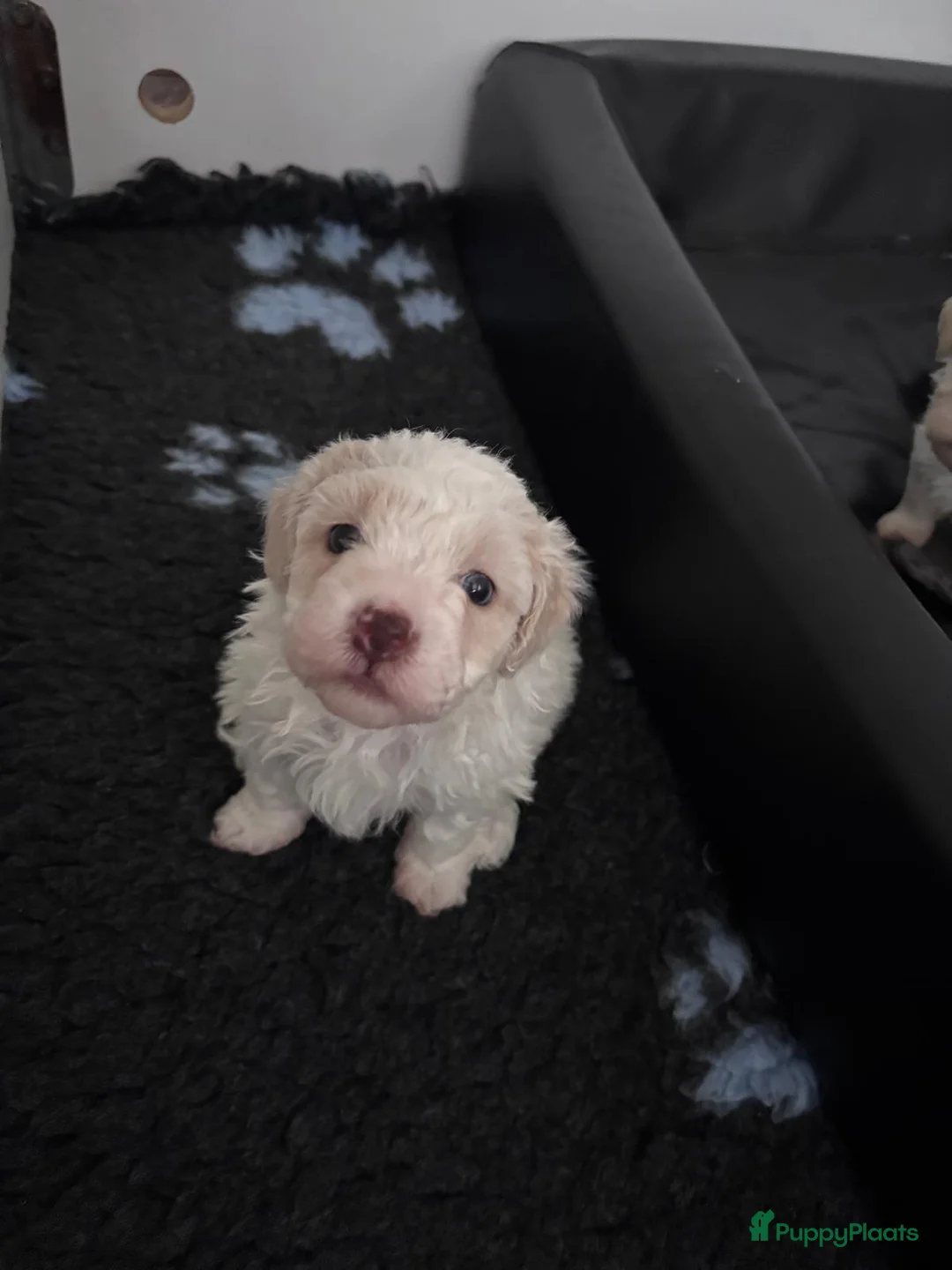 Kruising honden te koop: Maltipoo x Shih Tzu puppies - Advertentie 6