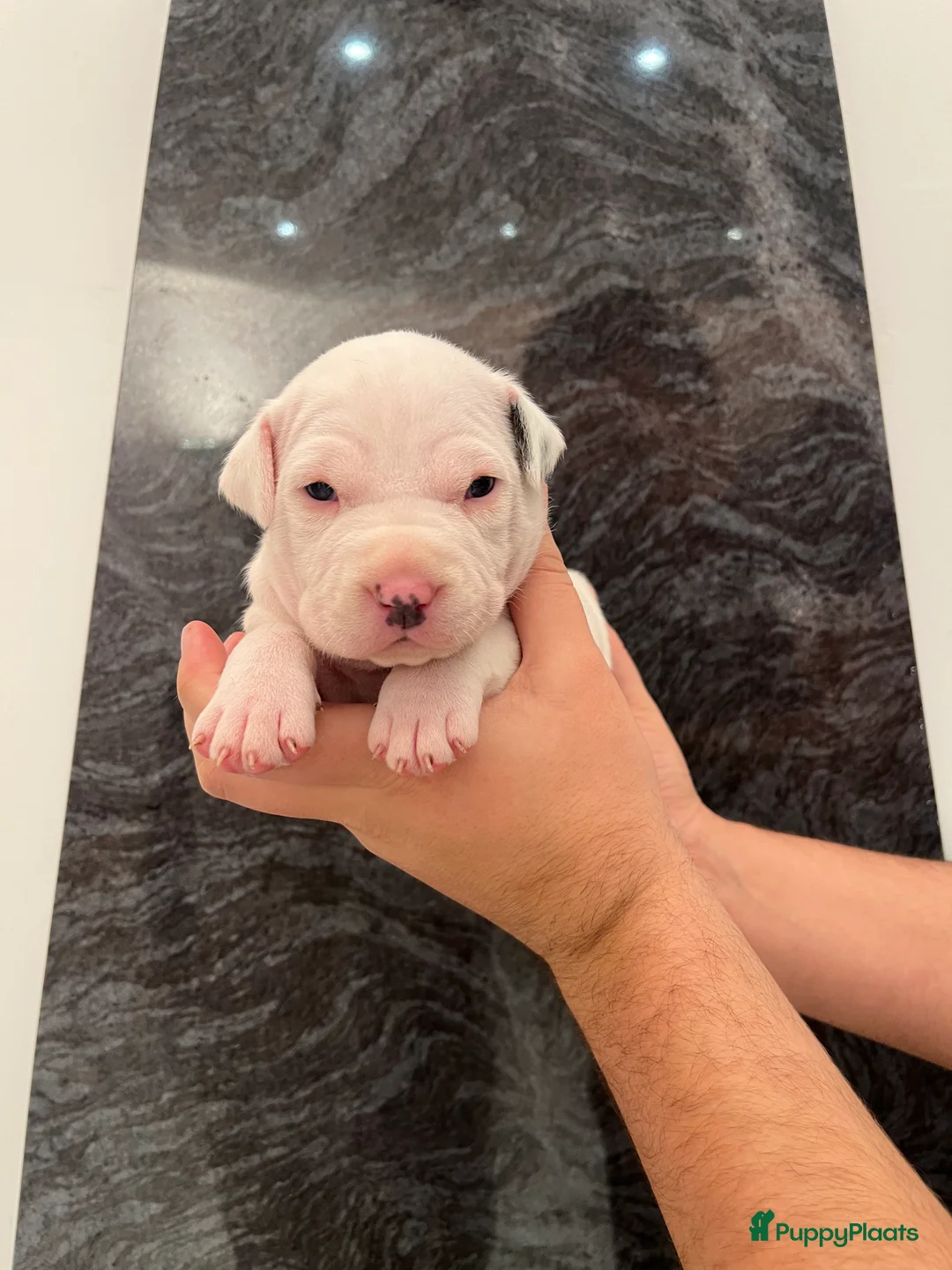 American Staffordshire Terriër honden te koop: Amerikaanse Stafford Pups - Advertentie 15