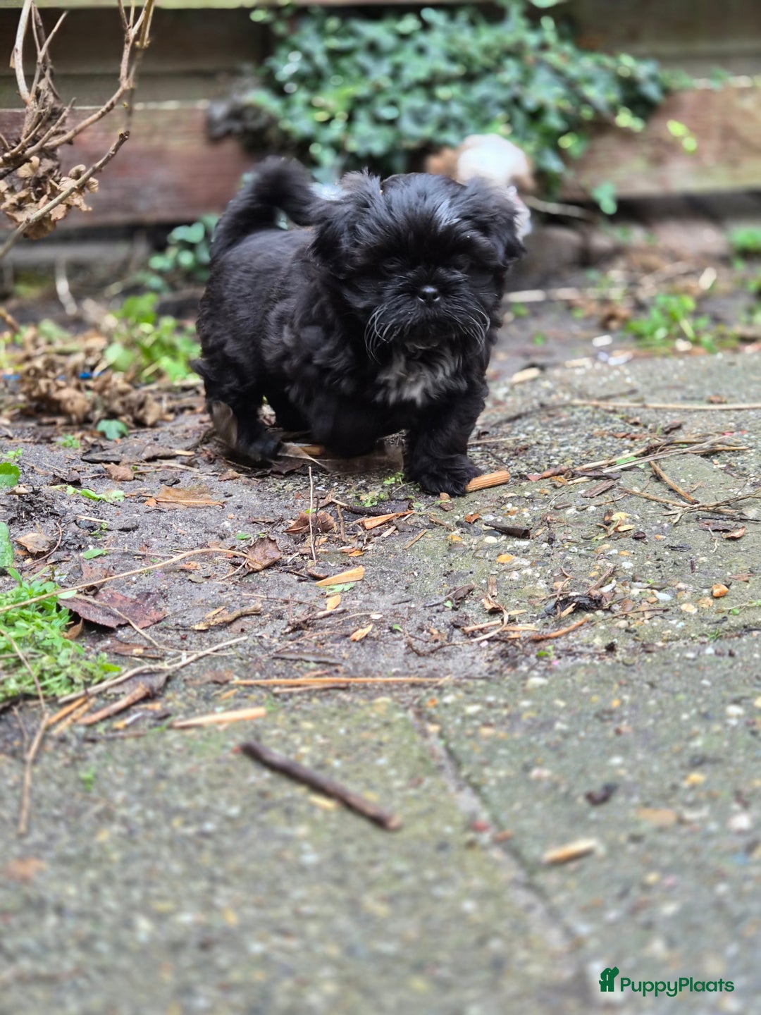 Shih Tzu honden te koop: Lieve shih tzu pups. - Advertentie 1