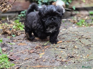 Shih Tzu honden Lieve shih tzu pups. - Advertentie 1