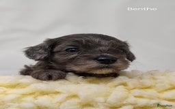 Australian Labradoodle honden te koop: Australian labradoodle Backcross micro/mini - Afbeelding 4