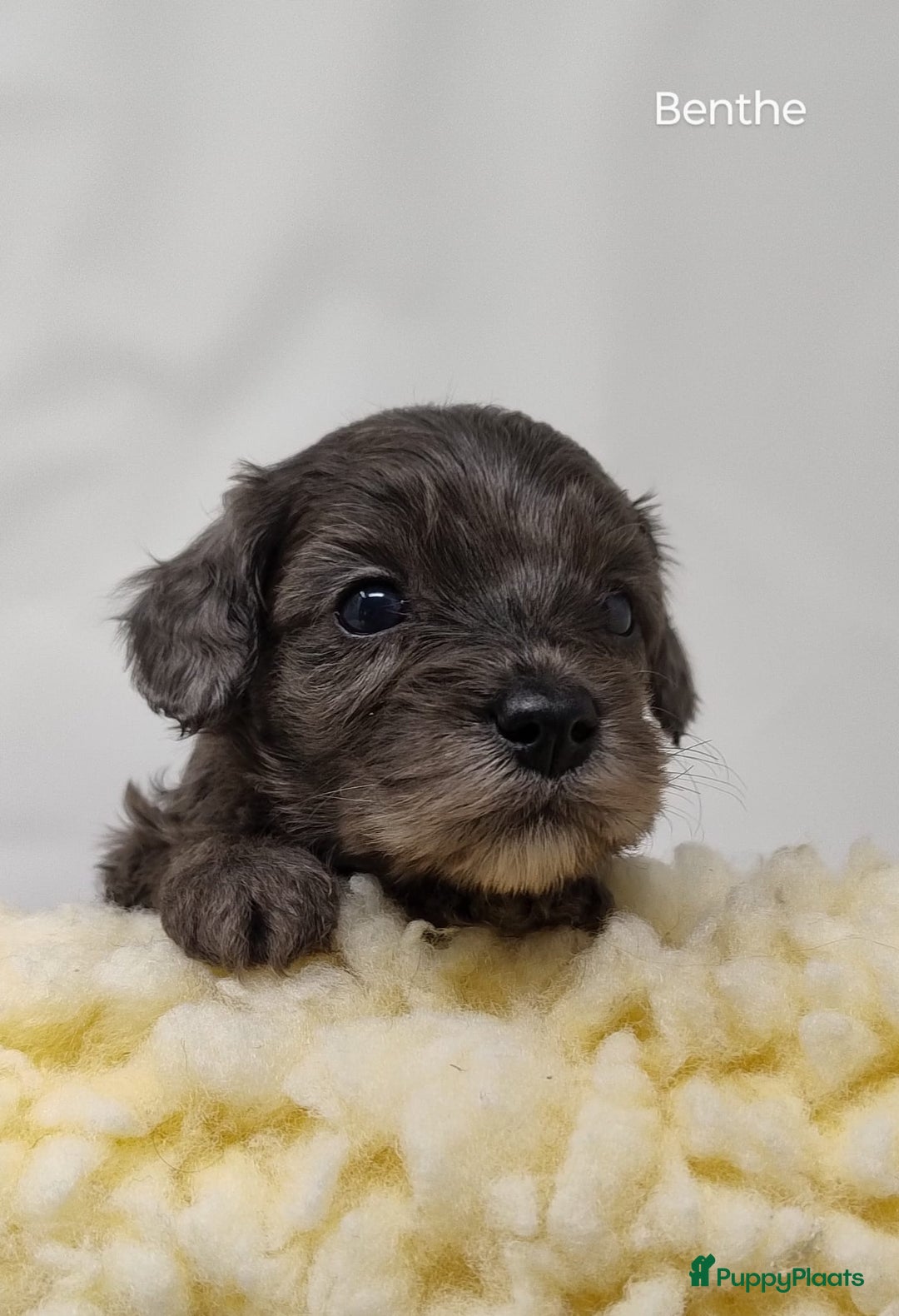 Australian Labradoodle honden te koop: Australian labradoodle Backcross micro/mini - Afbeelding 4