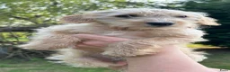 Kruising honden te koop: Mini labradoodle x maltipoo - Advertentie 13