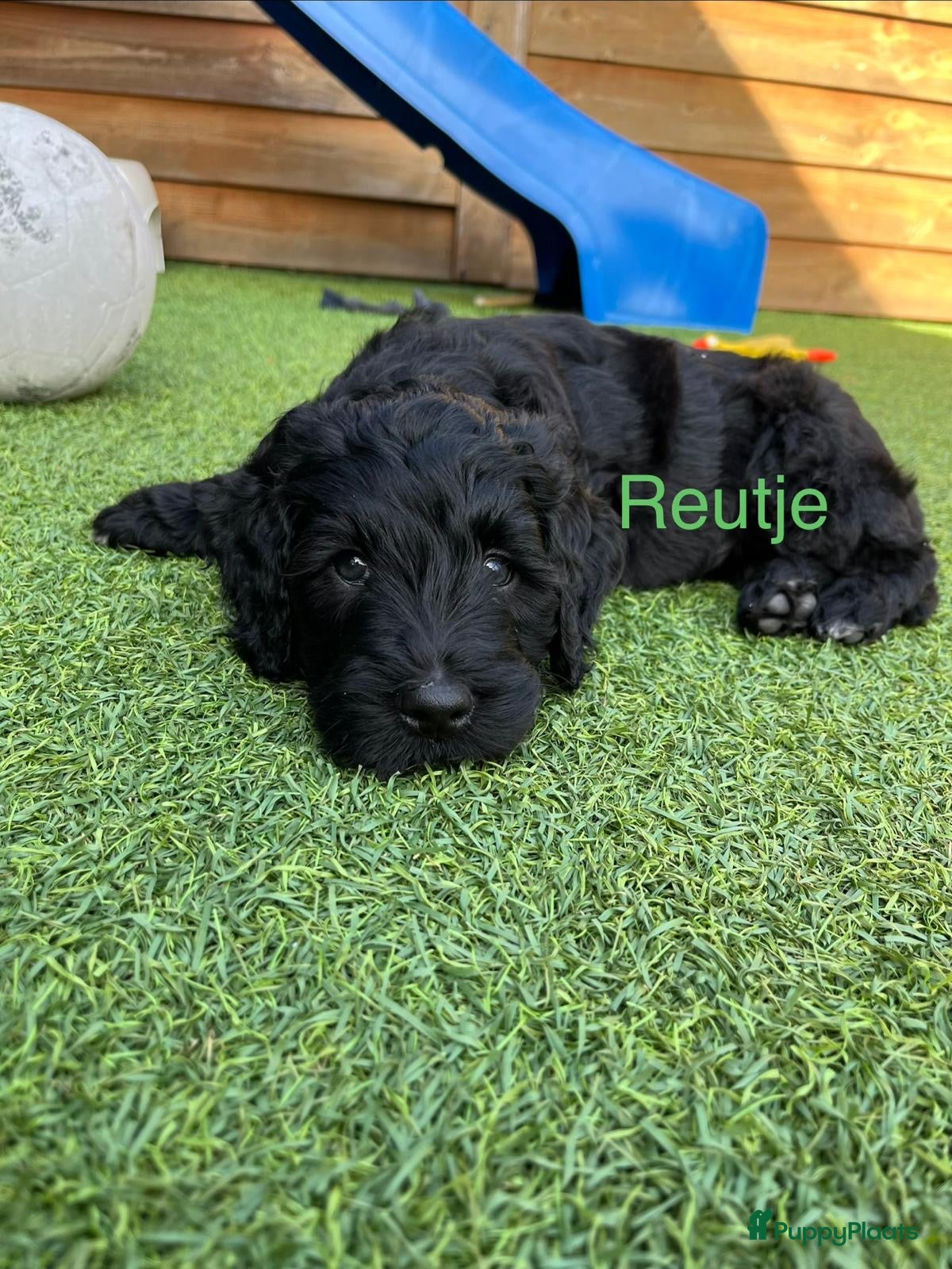 Labradoodle honden  Prachtige multigen Labradoodle medium pups - Advertentie 2
