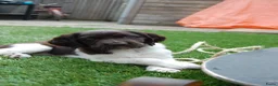 Heidewachtel honden te koop: Prachtige Heidewachtel puppy's aangeboden - Advertentie 5