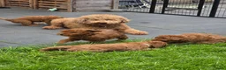 Labradoodle honden te koop: Mini labradoodles mogen verhuizen  - Advertentie 1