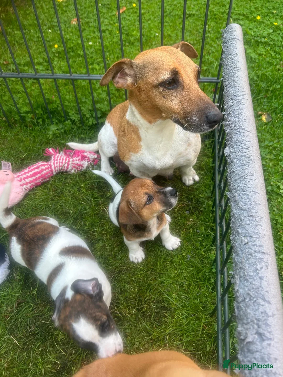 Jack Russel Terriër honden te koop: Nog 2 mooie Jack Russel Pups - Advertentie 1