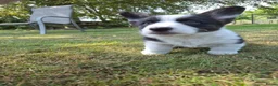 Welsh Corgi Cardigan honden te koop: Welsh corgi pups - mogen vanaf 26 juli direct mee - Advertentie 3