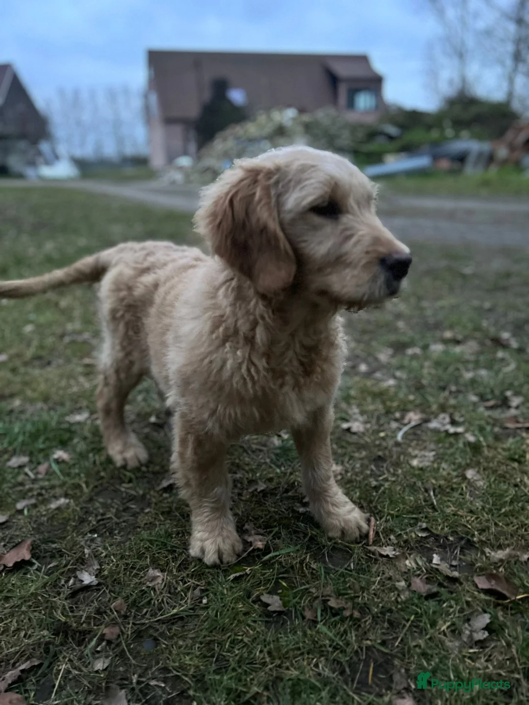 Kruising honden te koop: Mooie medium goldendoodle pups - Advertentie 3