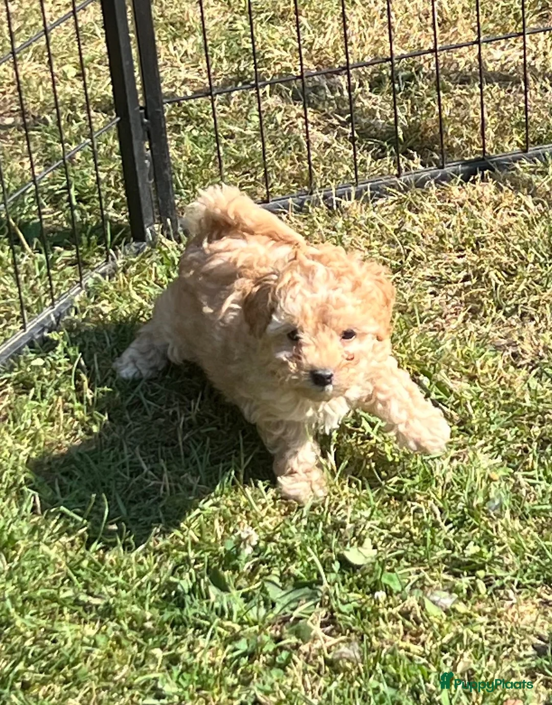 Maltipoo honden te koop: Knappe vrolijke maltipoo x toypoedel  - Advertentie 1