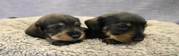 Ruwhaar Teckel honden te koop: Ruwhaar Dwerg/Kaninchen teckel pups met stamboom. - Advertentie 26