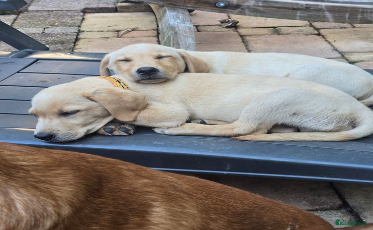 Labrador Retriever honden - Advertentie 1