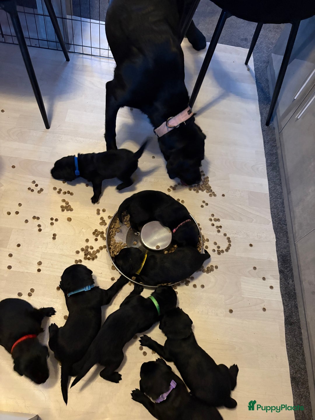 Kruising honden te koop: Labrador puppy’s - Advertentie 13