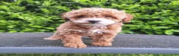 Maltipoo honden te koop: Schattige maltipoo pups zoeken een vijf ️⭐️huisje! - Advertentie 8