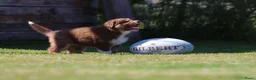 Australian Shepherd honden te koop: Australische herder pups huiselijk opgevoed  - Advertentie 4