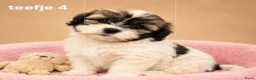 Boomer honden te koop: Super mooie boomer pups maltezer maal shih tzu - Advertentie 7