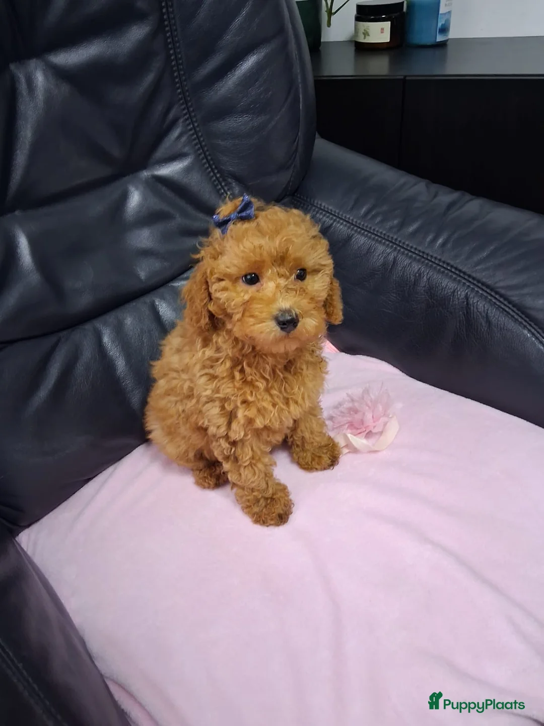 Poedel honden te koop: Poedelpups - Advertentie 2