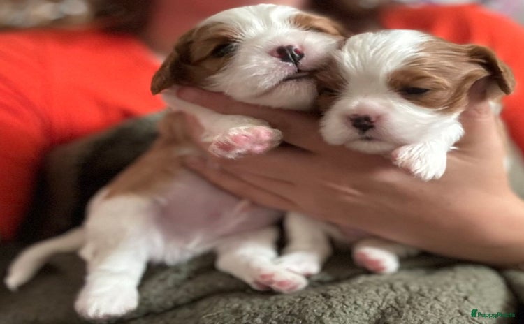 Cavalier King Charles Spaniel honden - Advertentie 2