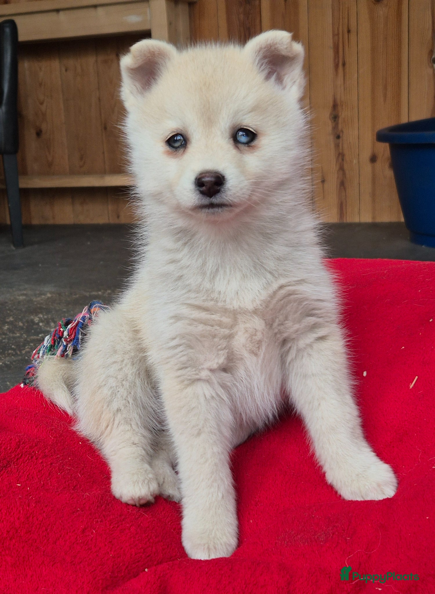 Kruising honden Pomsky x shiba inu (1/4) pups - Advertentie 6