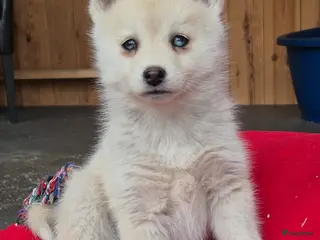 Kruising honden Pomsky x shiba inu (1/4) pups - Advertentie 6