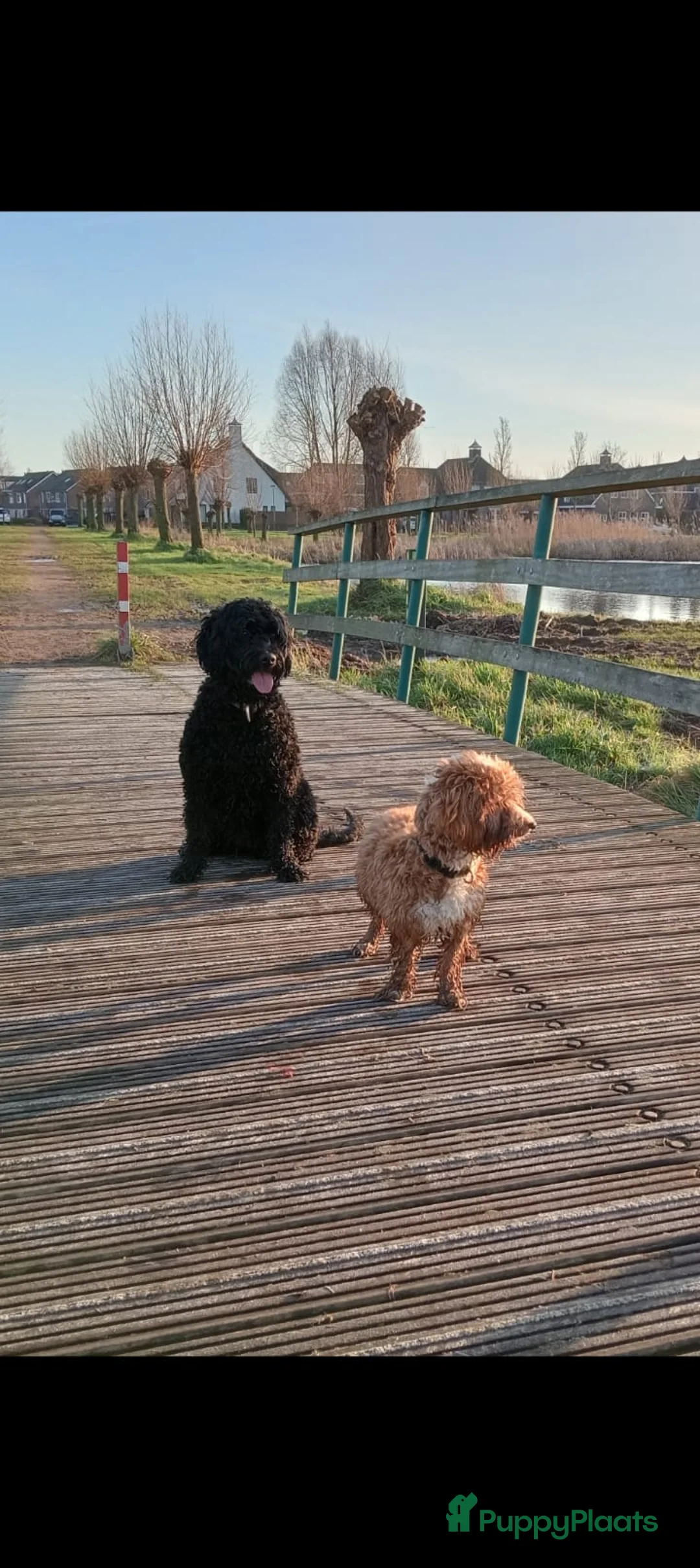 Kruising honden te koop: Het is bijna zover!  - Advertentie 10