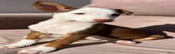 Kruising honden ter adoptie: Amy wat een schatje   ze zoekt een baasje  - Advertentie 8