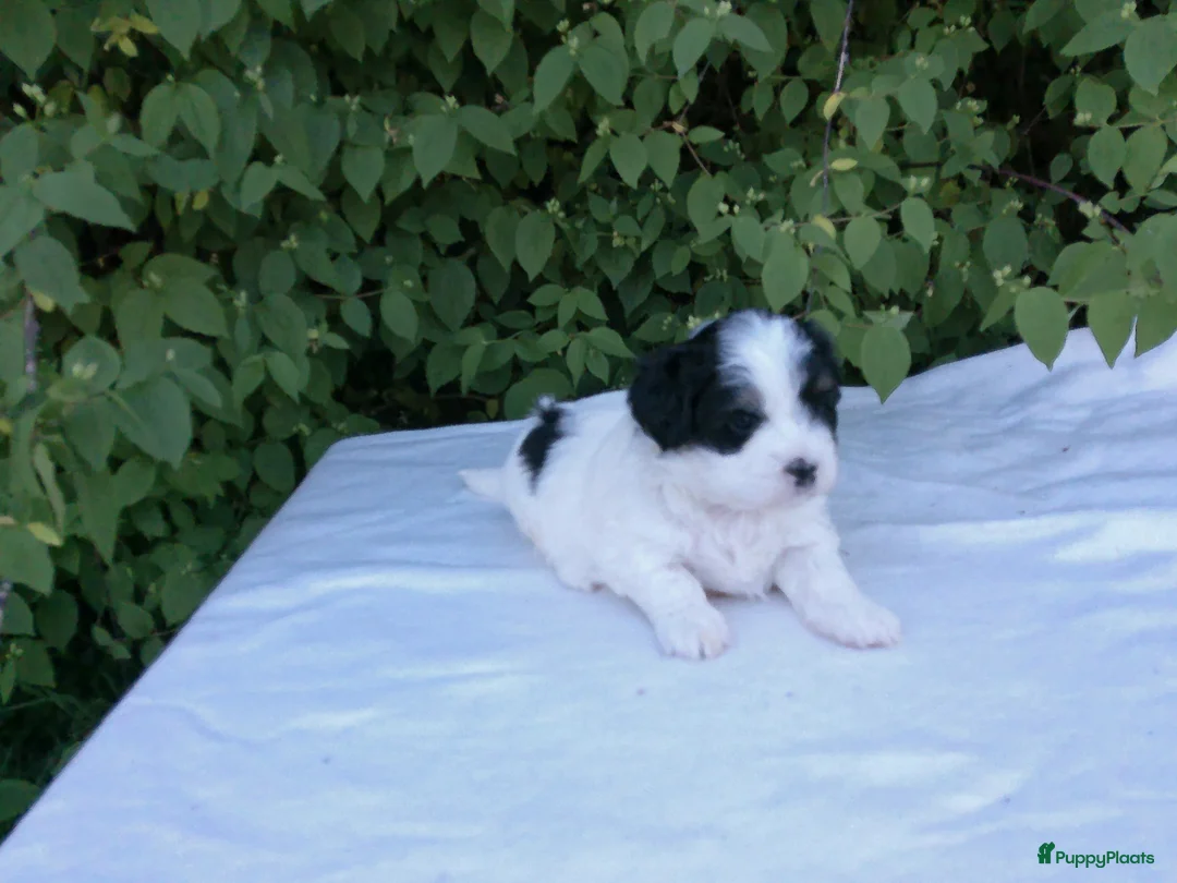 Shihpoo honden te koop: Lieve shihpoo pupjes te koop ook bruin/wit - Advertentie 2